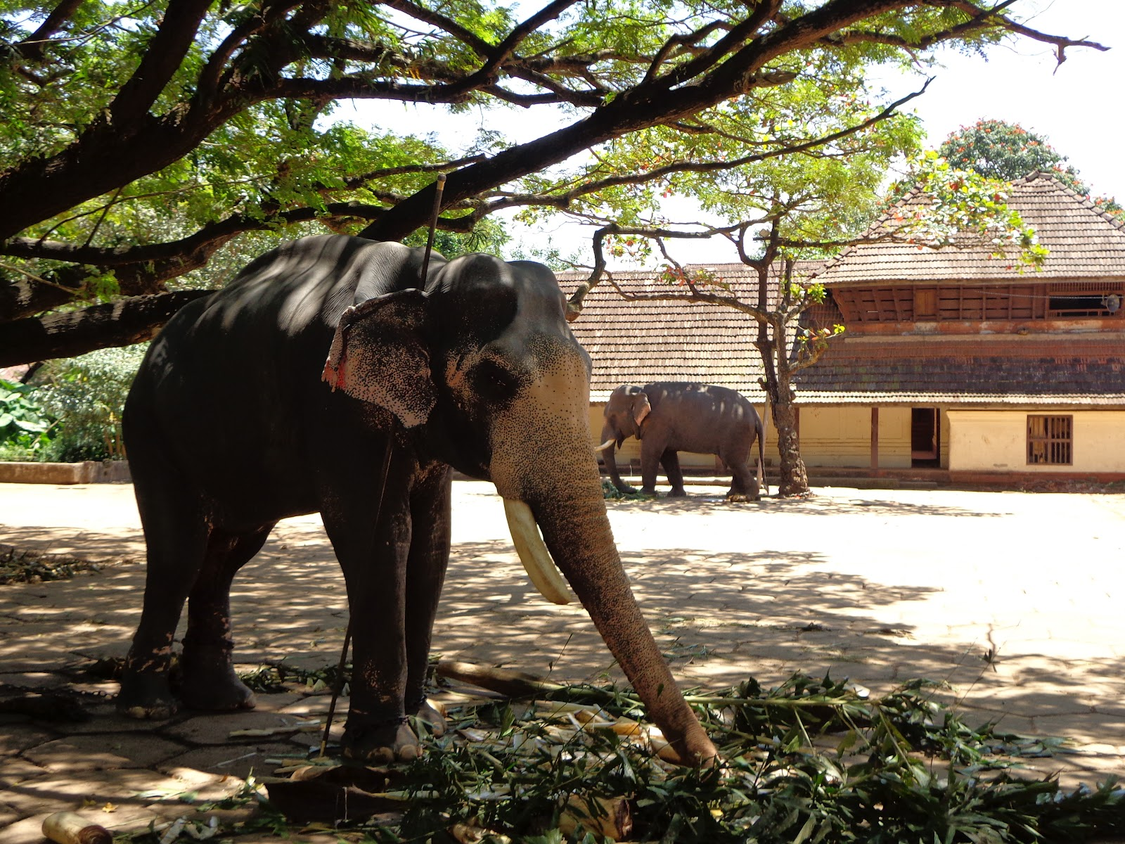 Punnathoor Kotta (Elephant Sanctuary)