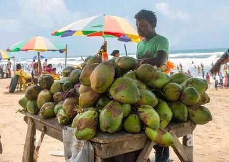 Coconut Water Vendors